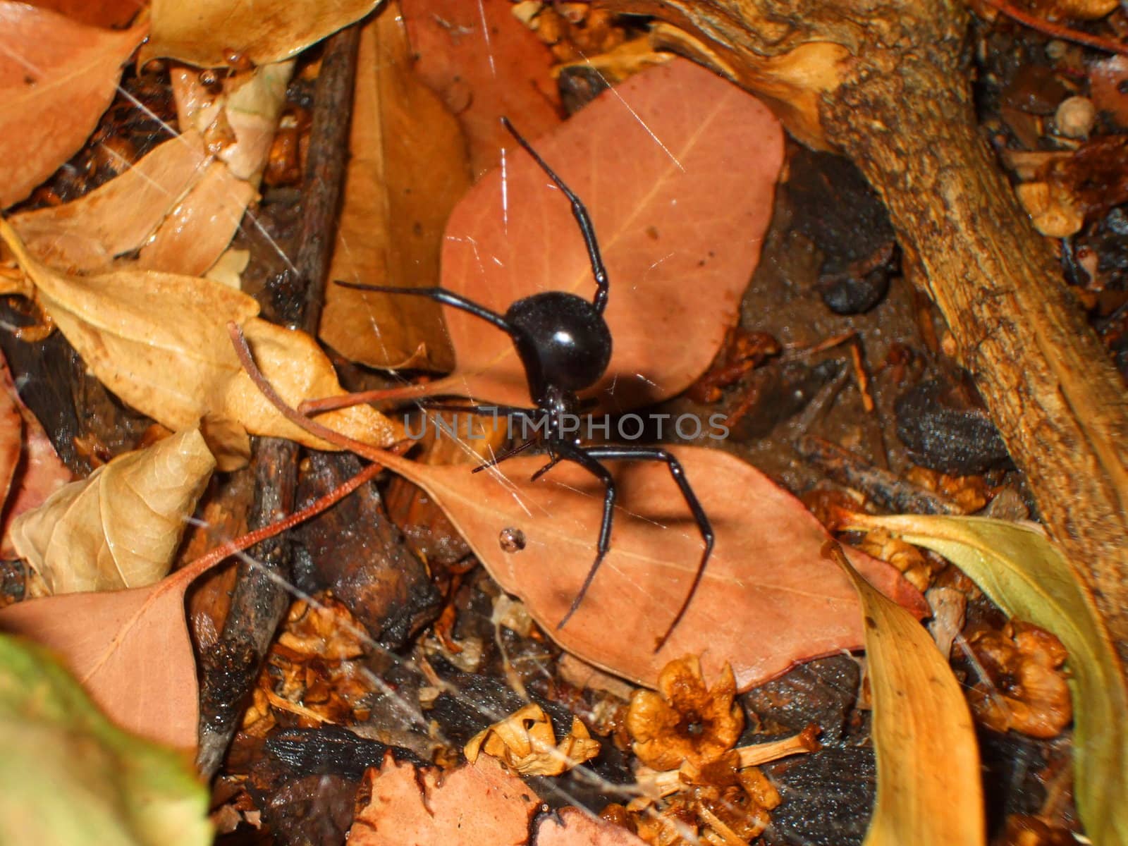 Black Widow Spider by MichaelFelix