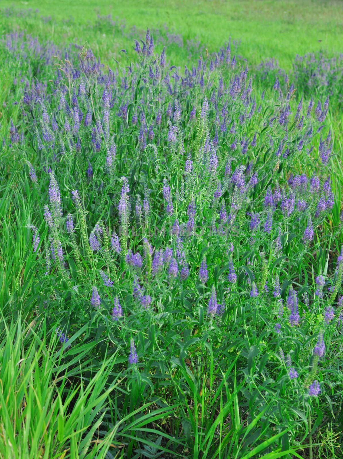 beautiful dark blue flowers on a green meadow