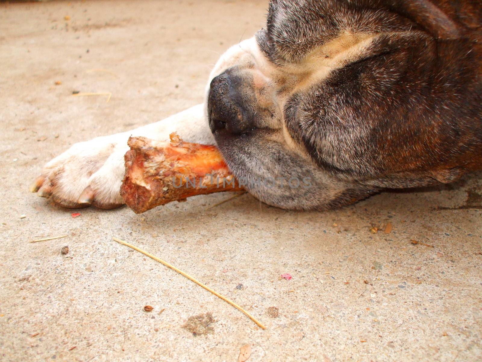 Boxer Dog Chewing Bone by MichaelFelix