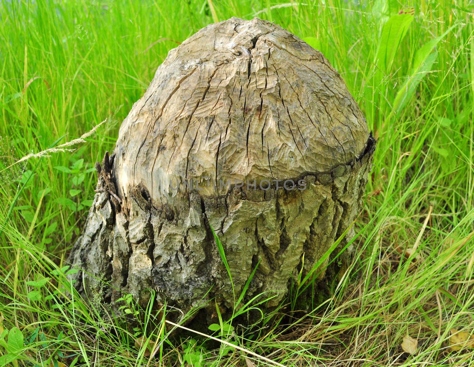 stub in a green grass is cut by a teeth of the beaver