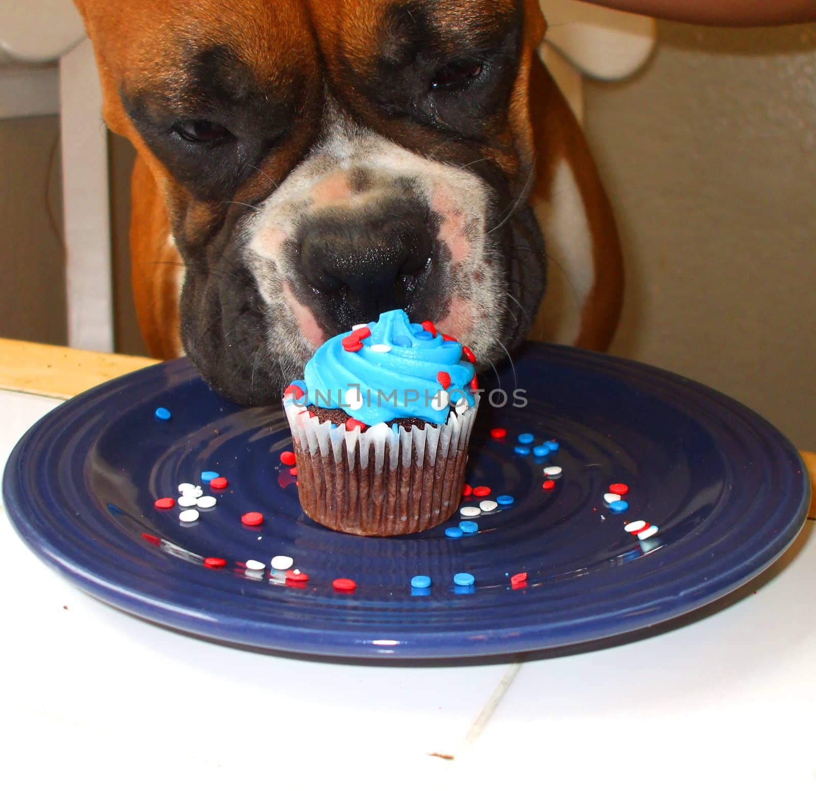 Hungry boxer puppy looking at a pastry.