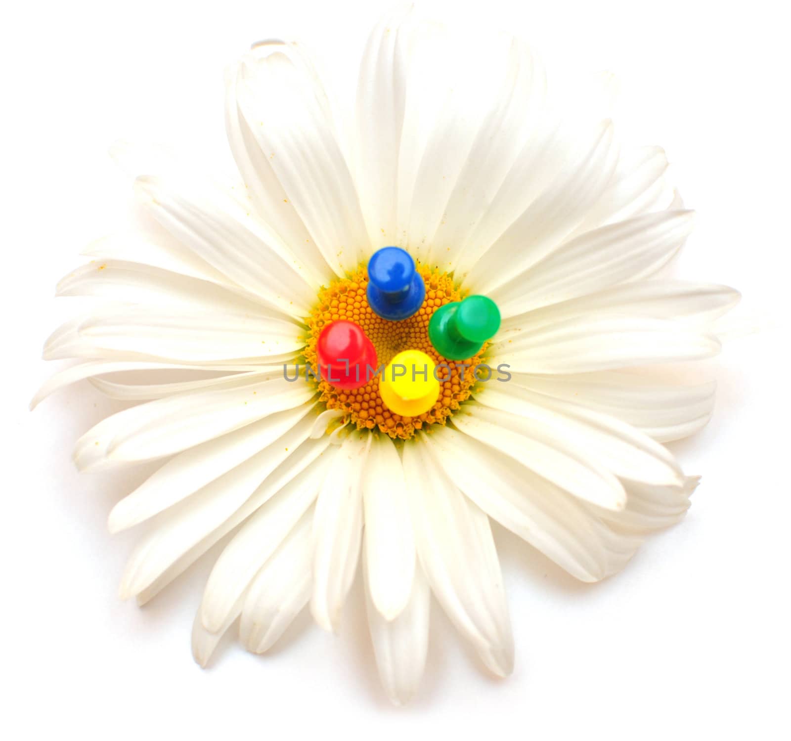 flower of camomile with colour buttons for papers