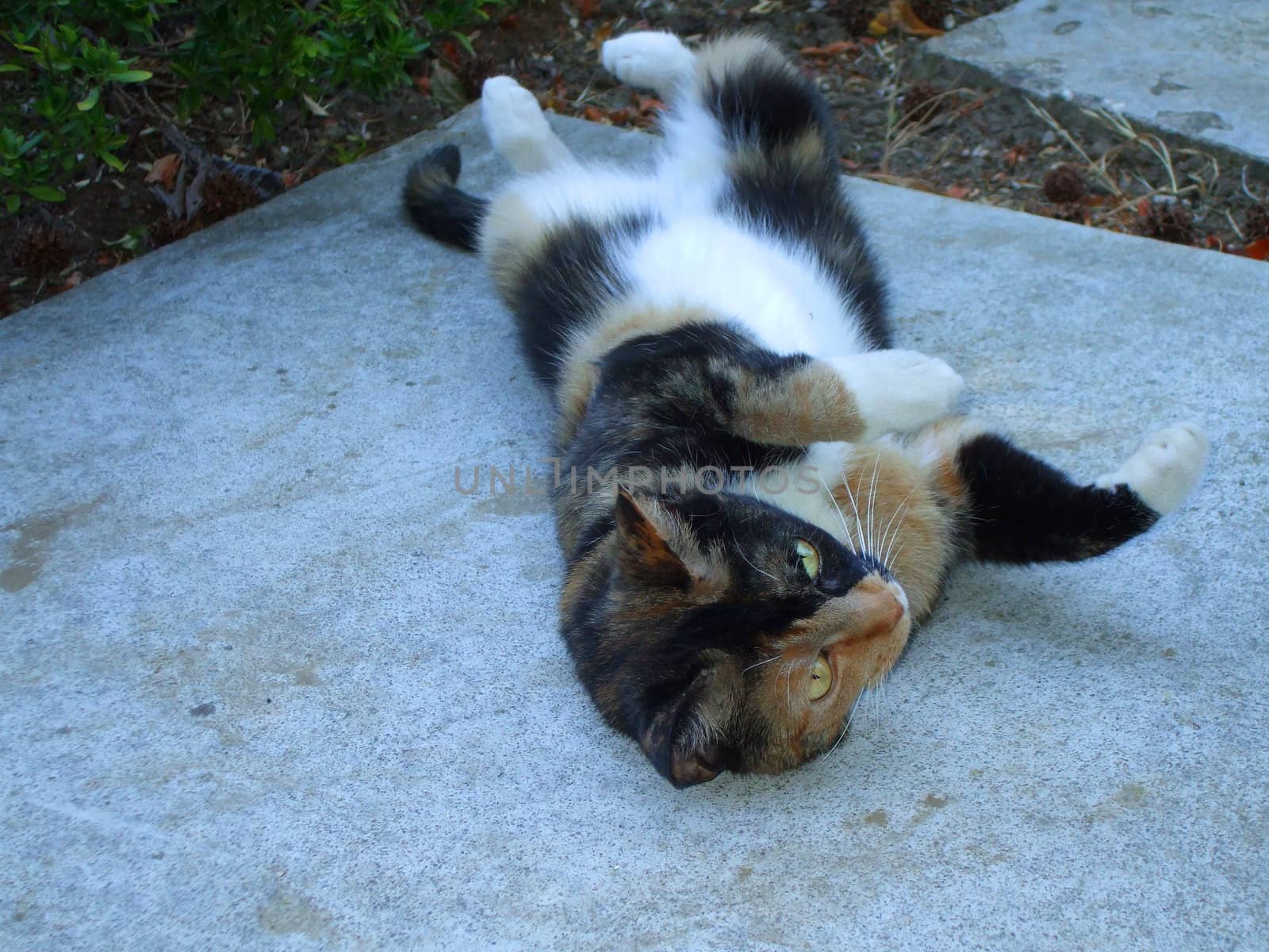 Close up of a small calico cat.