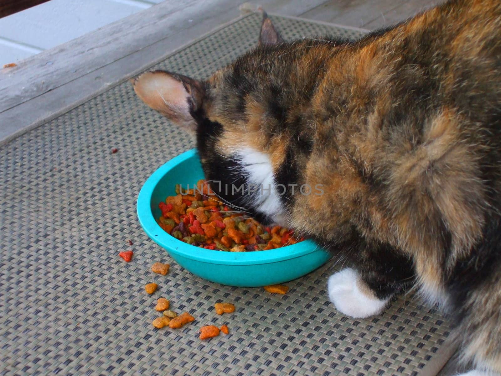 Close up of a small calico cat eating.