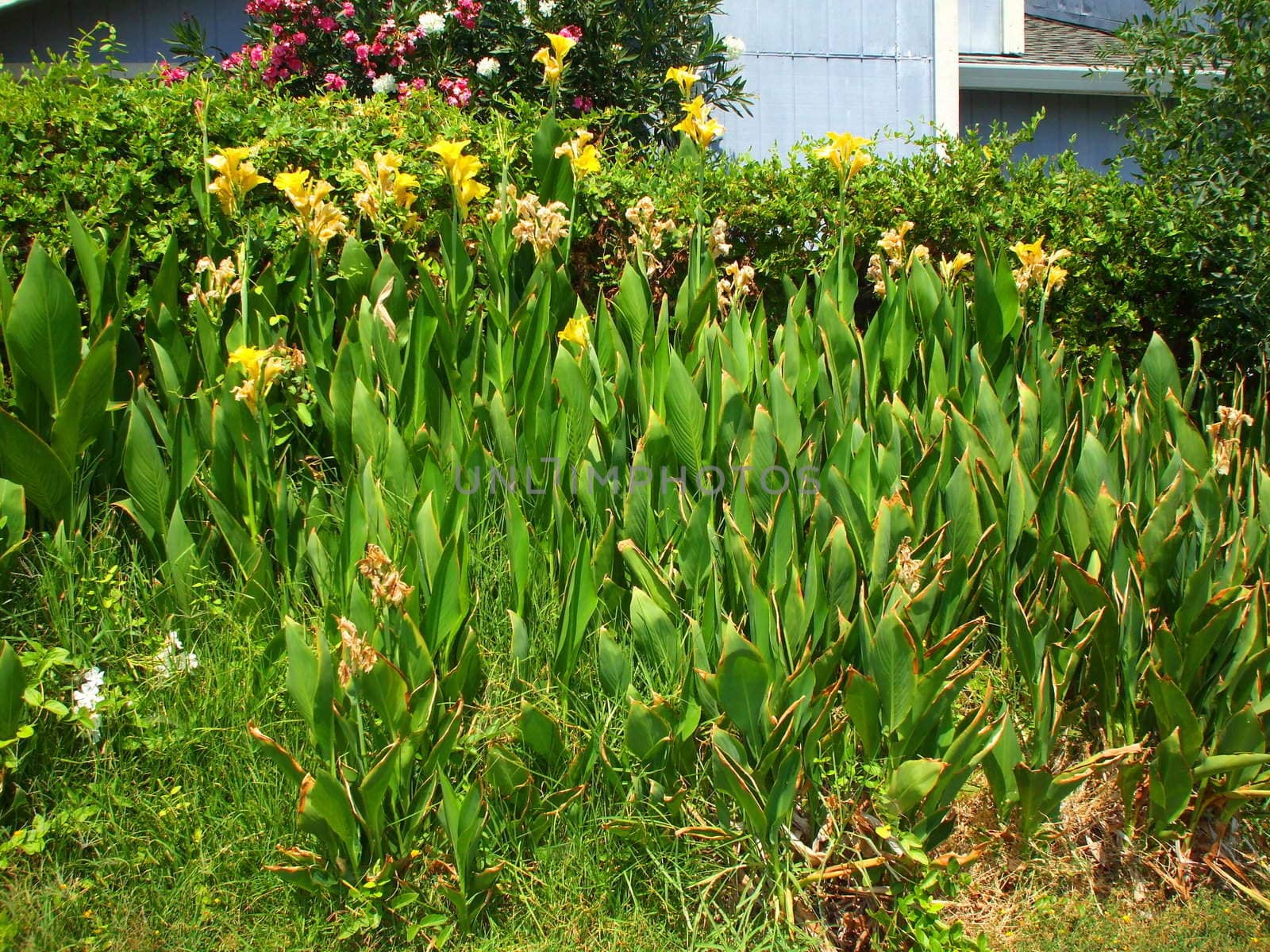 Close up of the canna lily flowers.