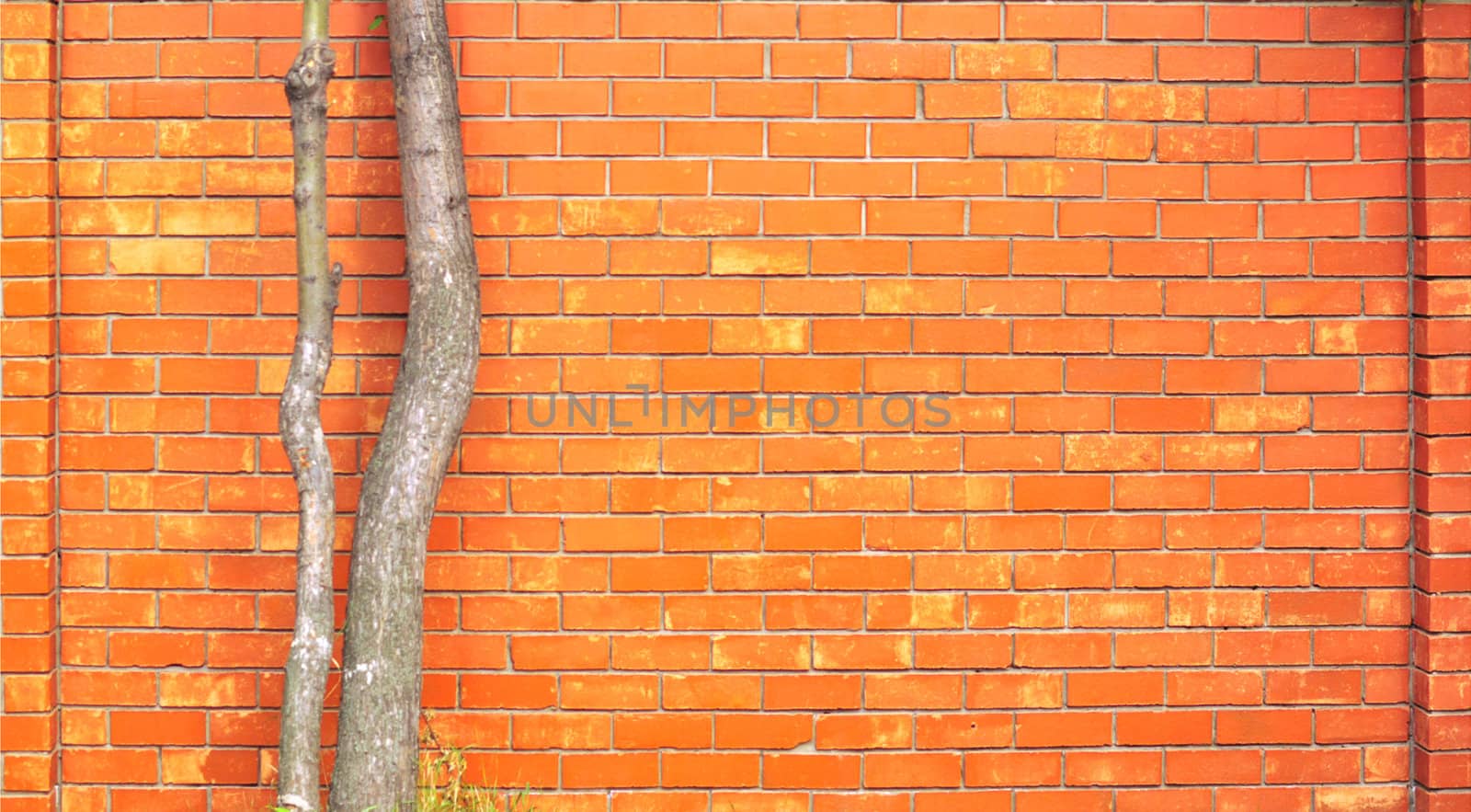 brick wall with tree as a background. 