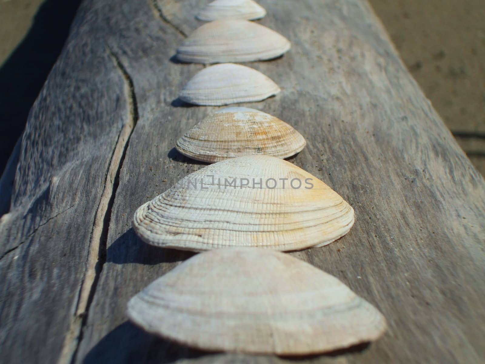 Row of seashells on a tree log.