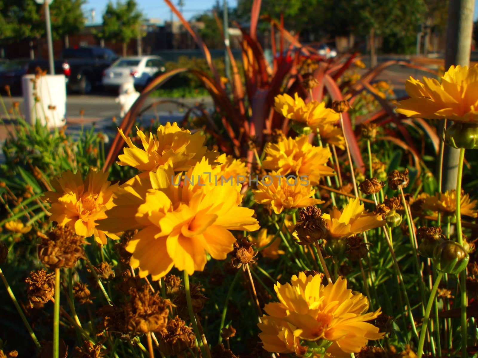 Yellow Coreopsis Flower by MichaelFelix