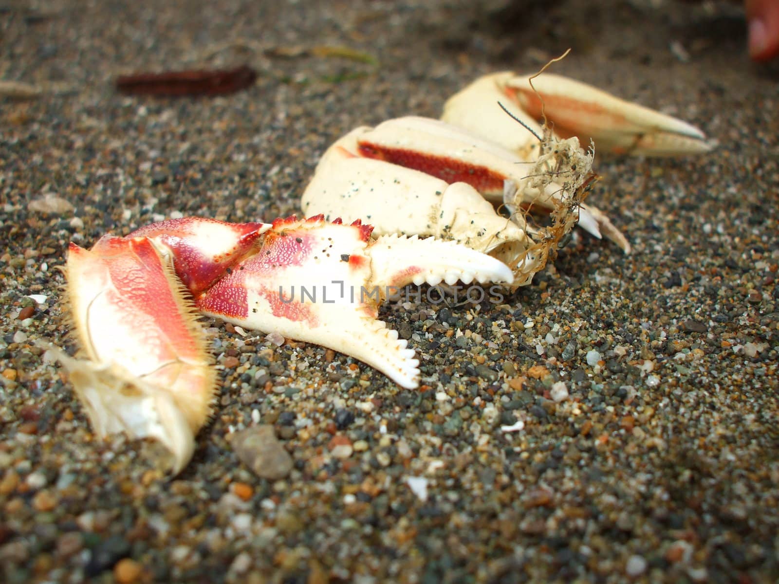 Crab Pincers by MichaelFelix