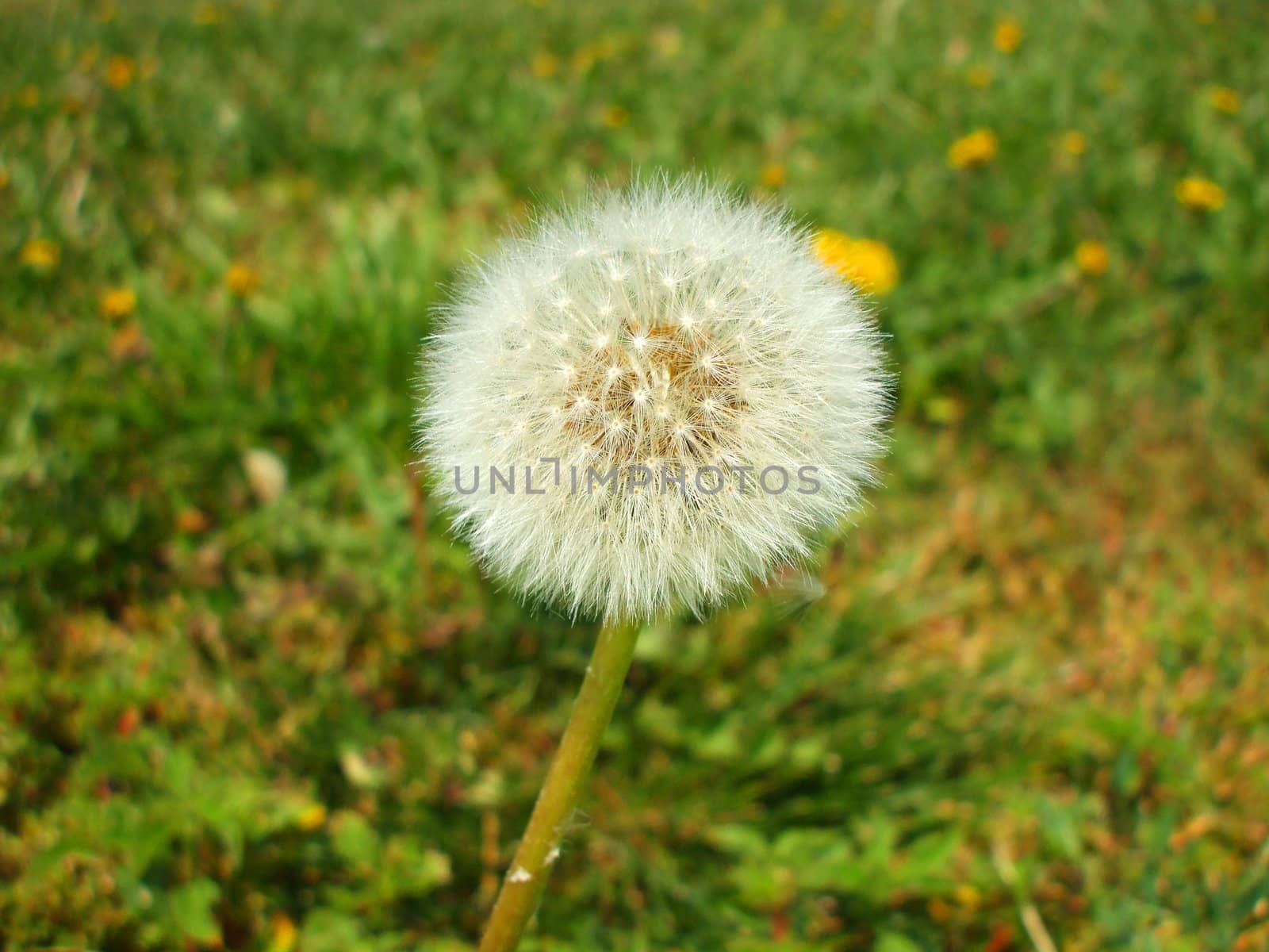 Dandelion Seeds by MichaelFelix