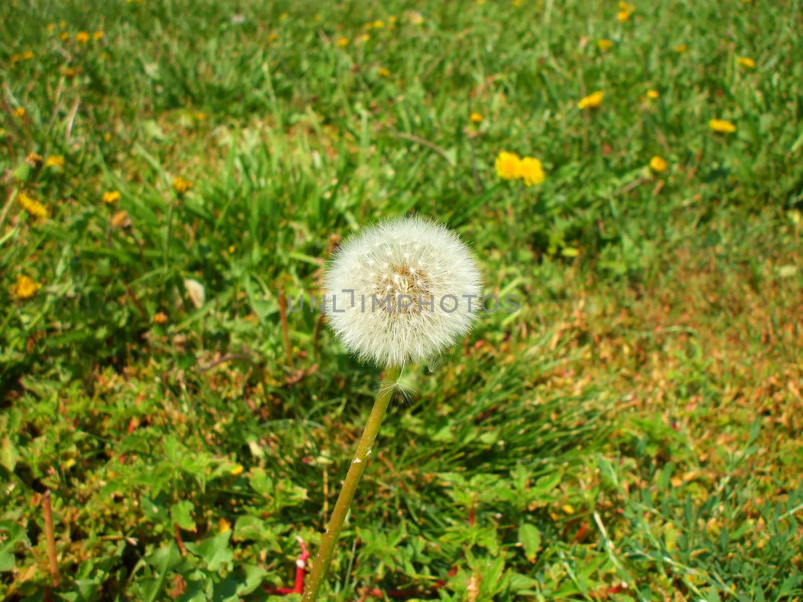 Close up of the dandelion seeds.