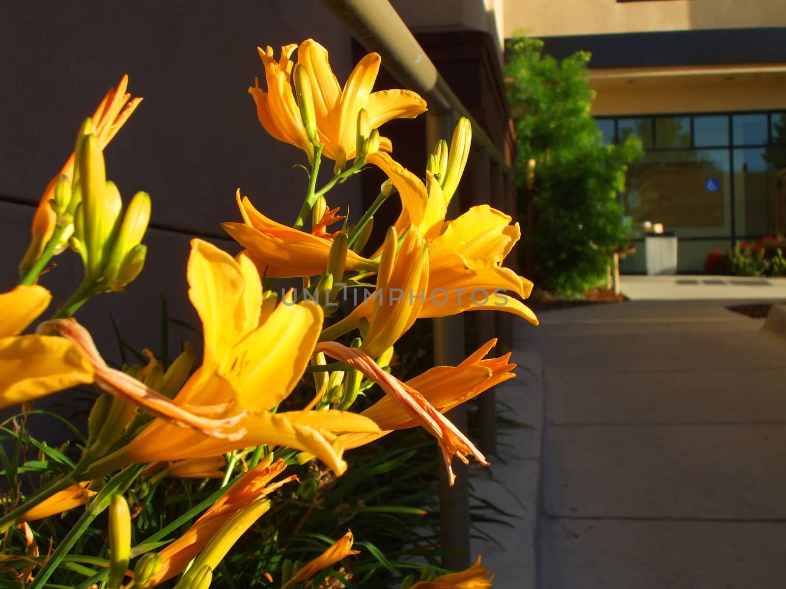 Close up of the yellow daylily flowers.