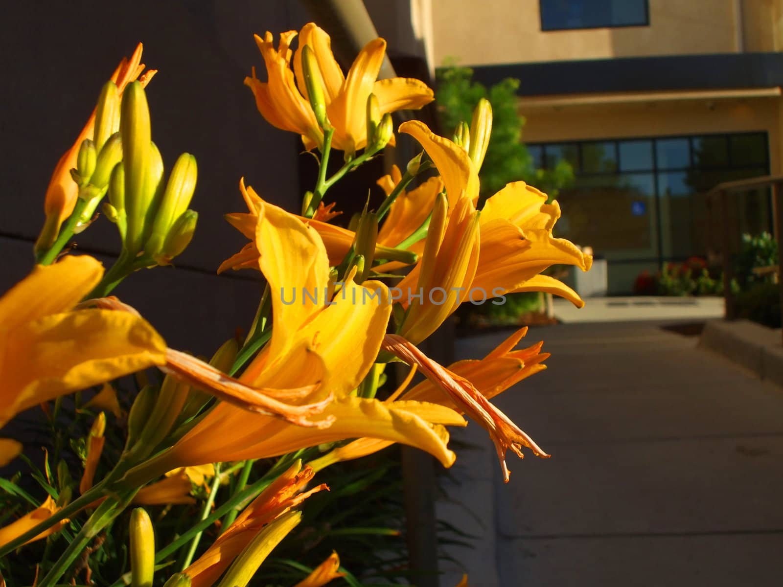 Close up of the yellow daylily flowers.