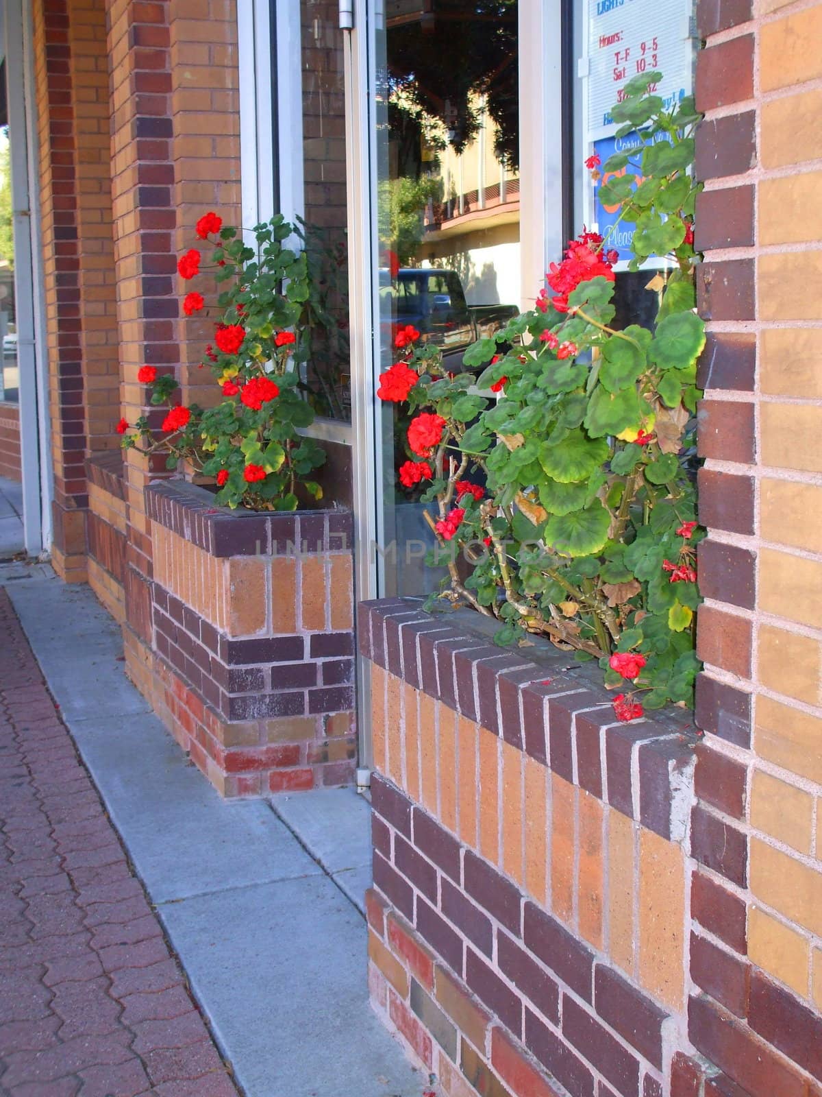 Red Geranium Flowers by MichaelFelix