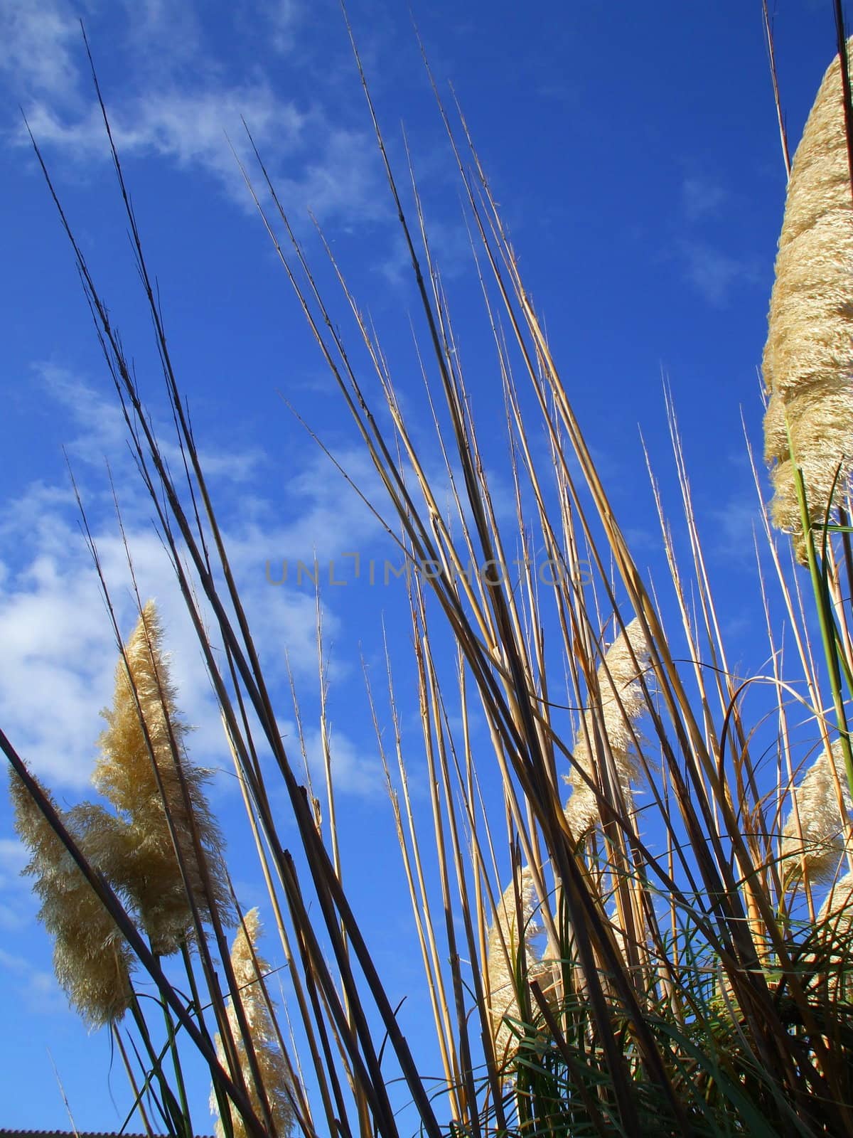 Close up of the feather plants over blue sky.