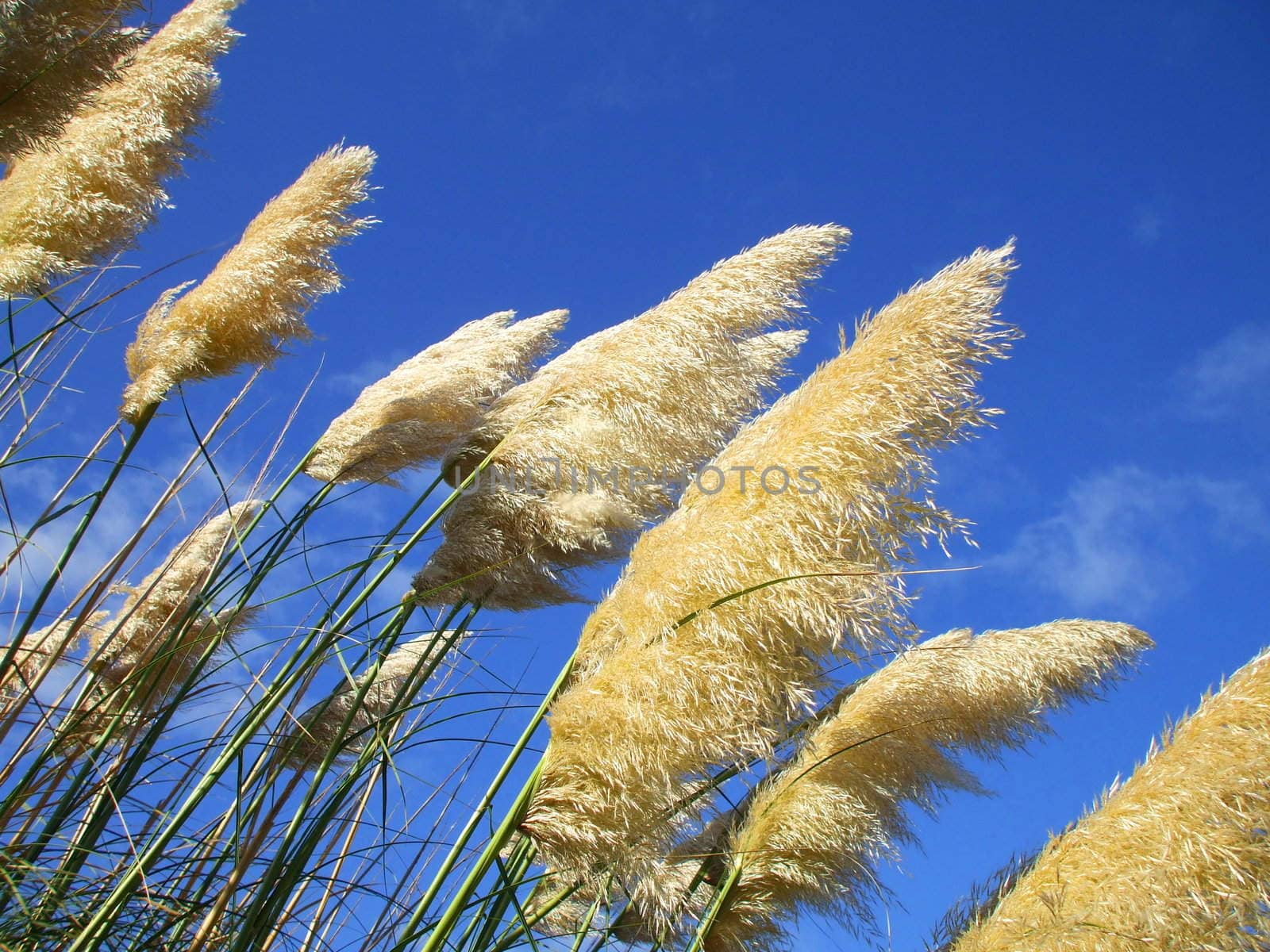 Feather Plants by MichaelFelix