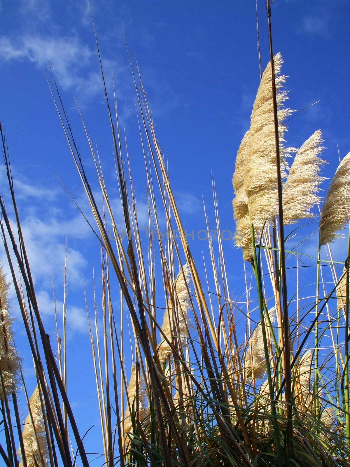 Close up of the feather plants over blue sky.