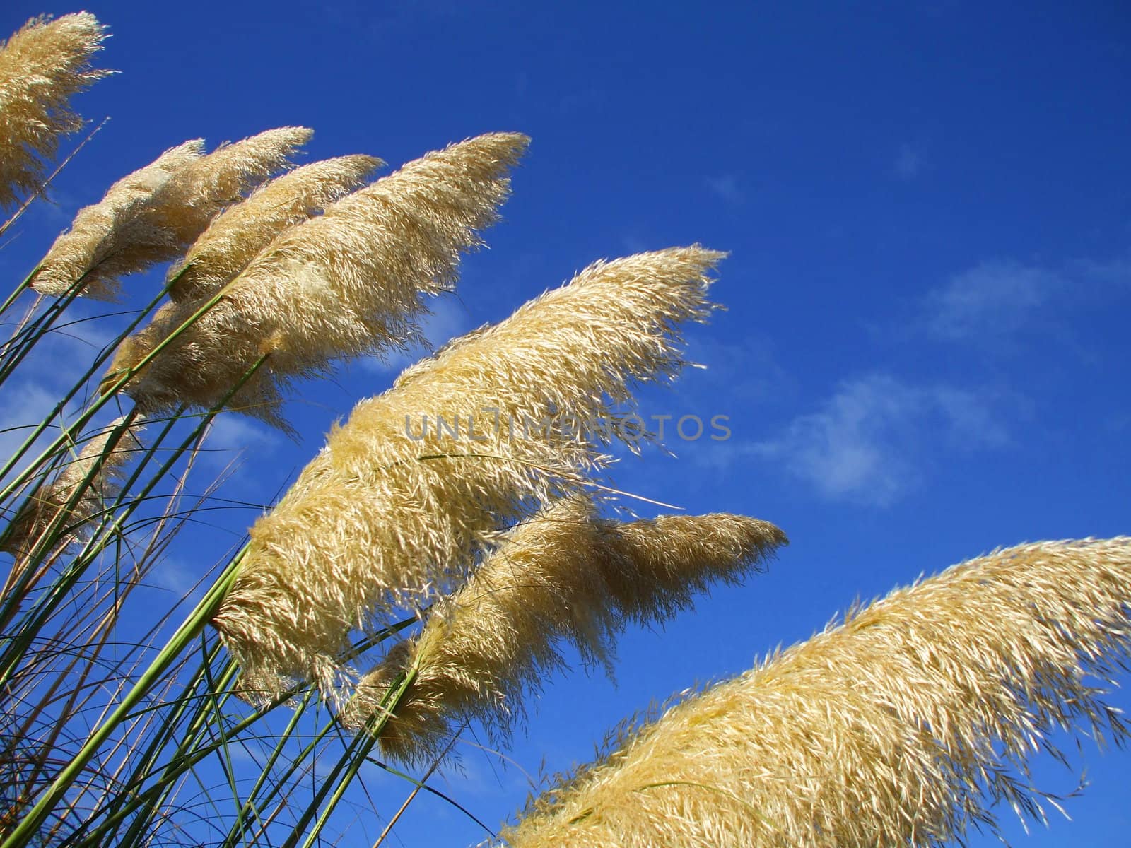 Close up of the feather plants over blue sky.