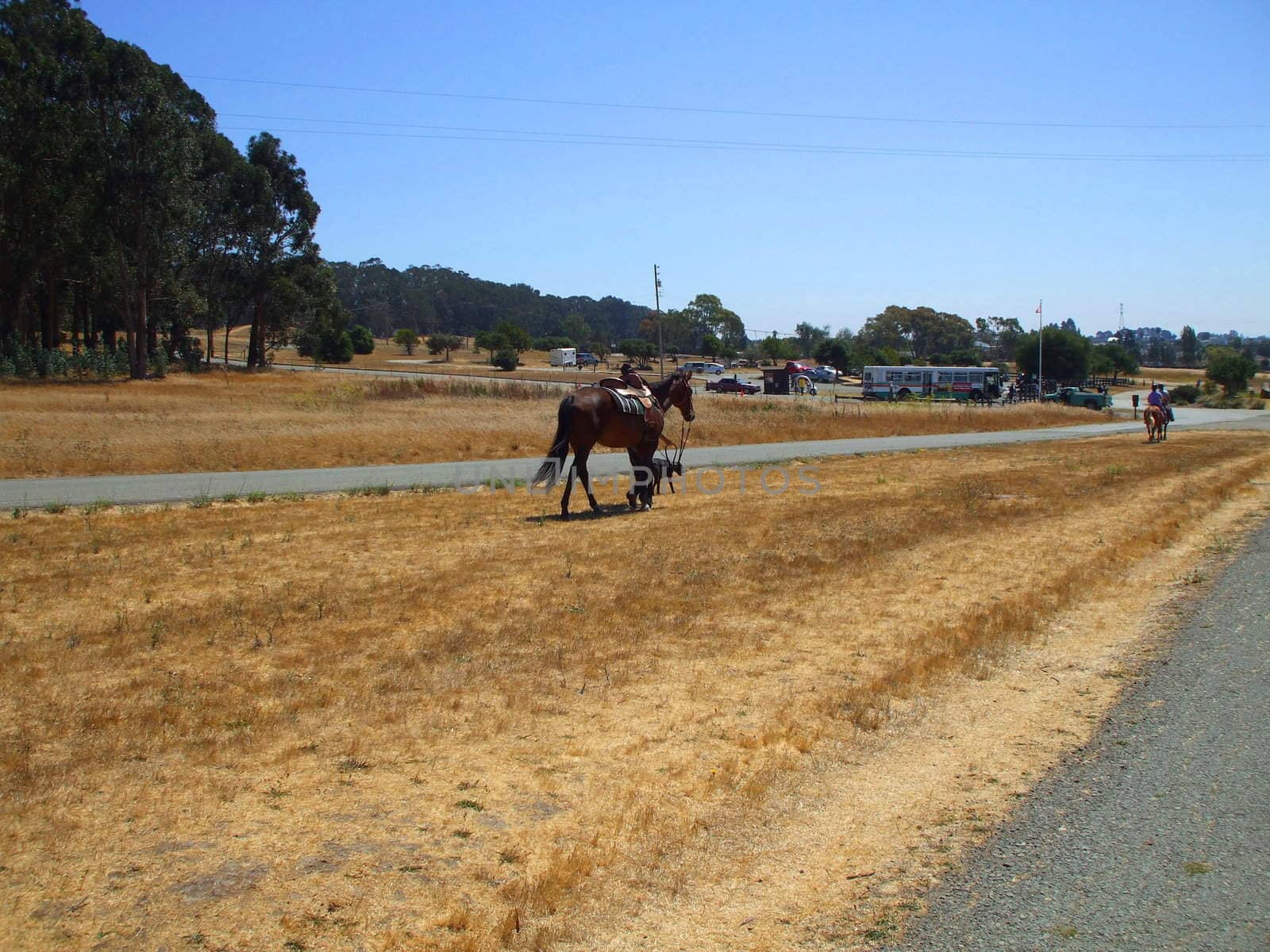 Horse on a trail on a sunny day.