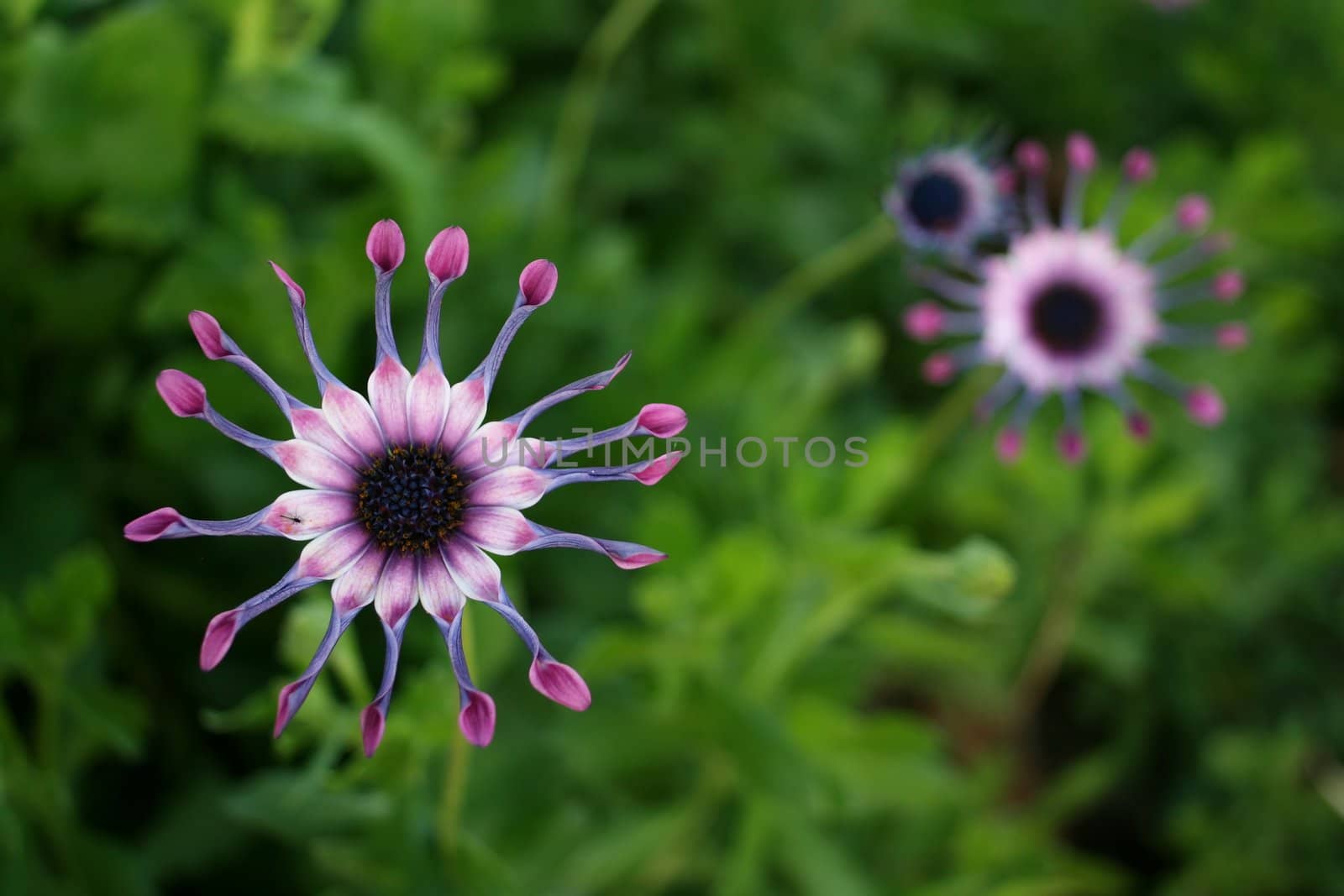 African Daisy - Osteospermum by rogerrosentreter