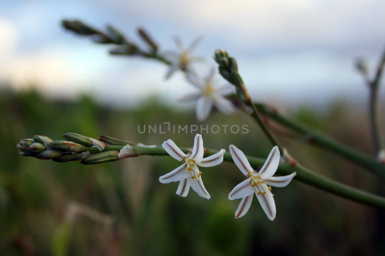 White flowers against a cloudy sky