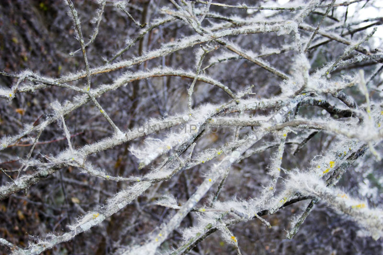 Leafless tree brunches in the prairie forests with flying seeds