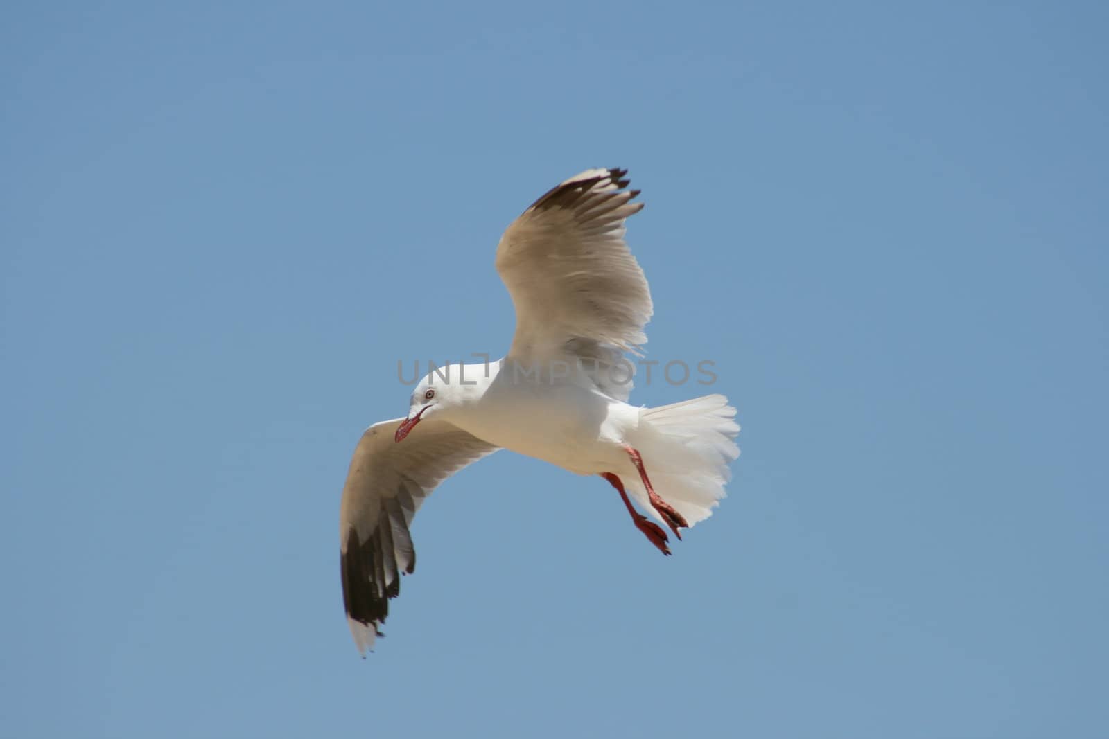 Gull in Flight by rogerrosentreter