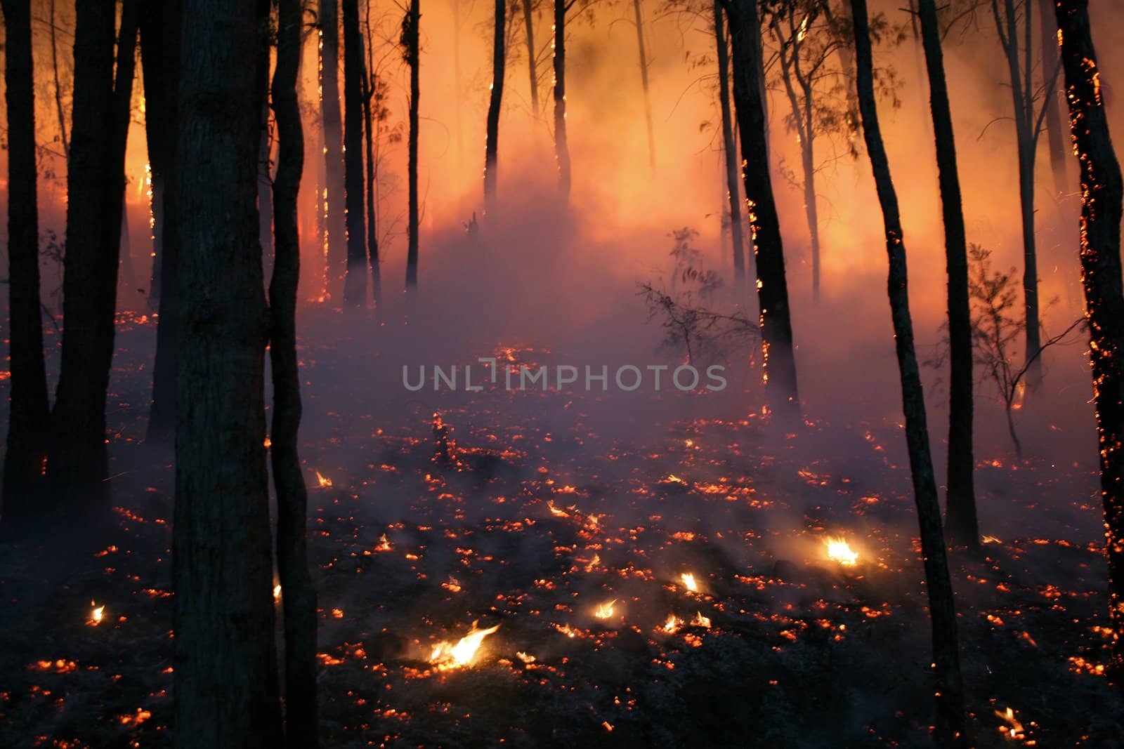 Bushfire/Wildfire closeup at night
