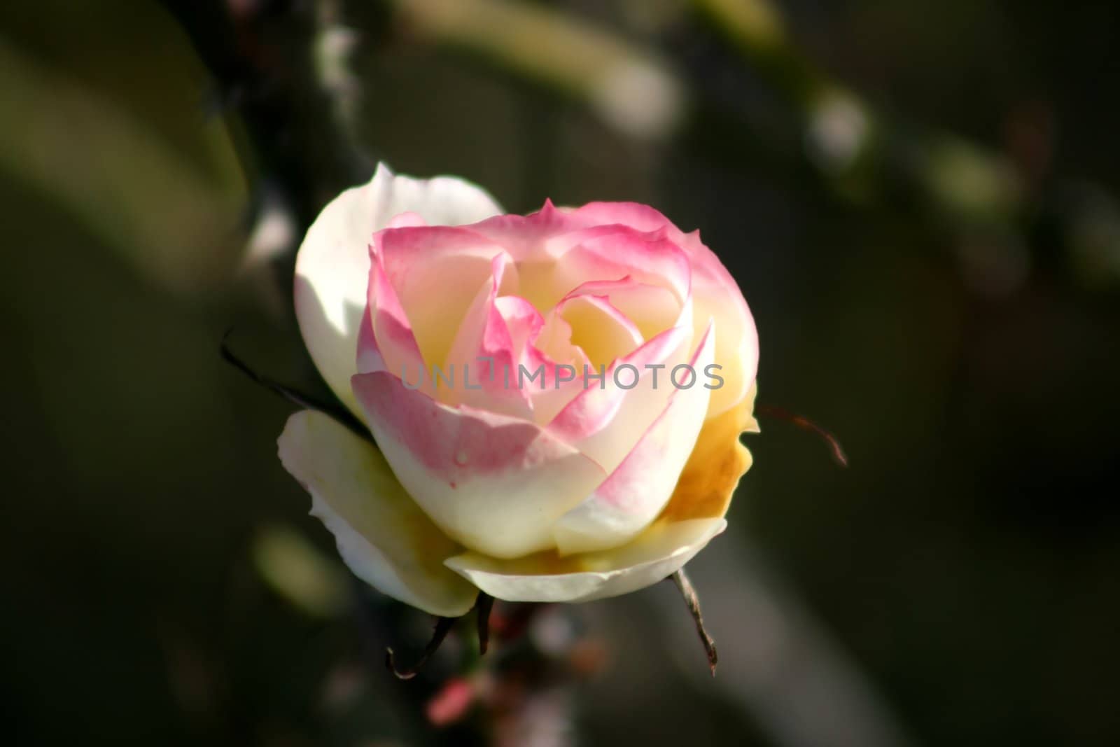 Macro of single rose flower - narrow depth of field and room left for text.
