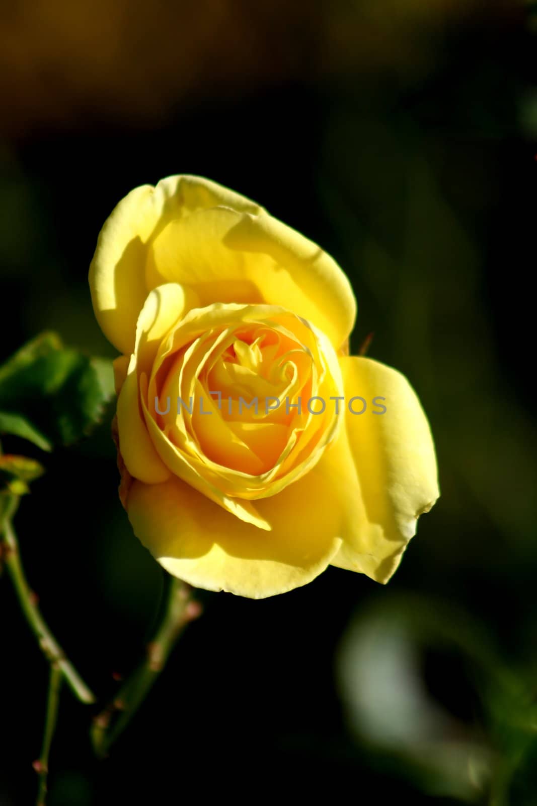 Macro of single rose flower - narrow depth of field and room left for text.