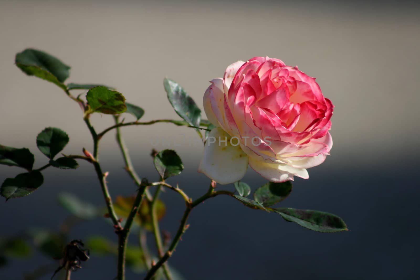 Rose Quattro by rogerrosentreter