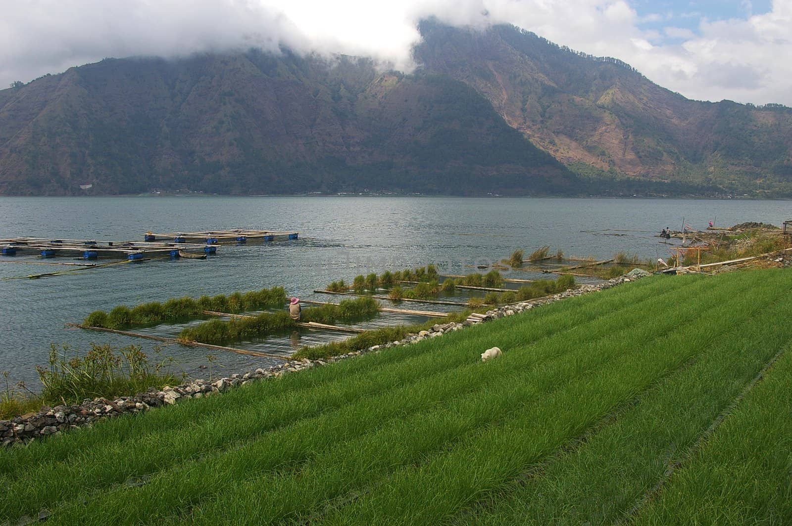 Rice field, lake and mountain by Komar