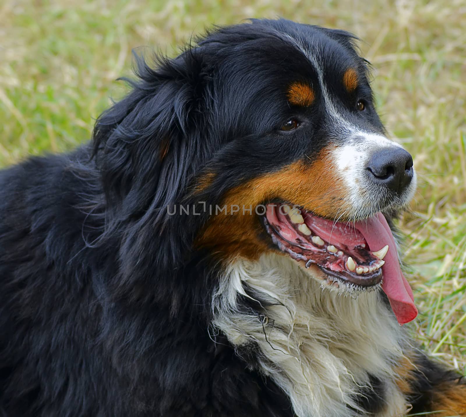 Bernese Mountain Dog It is tired