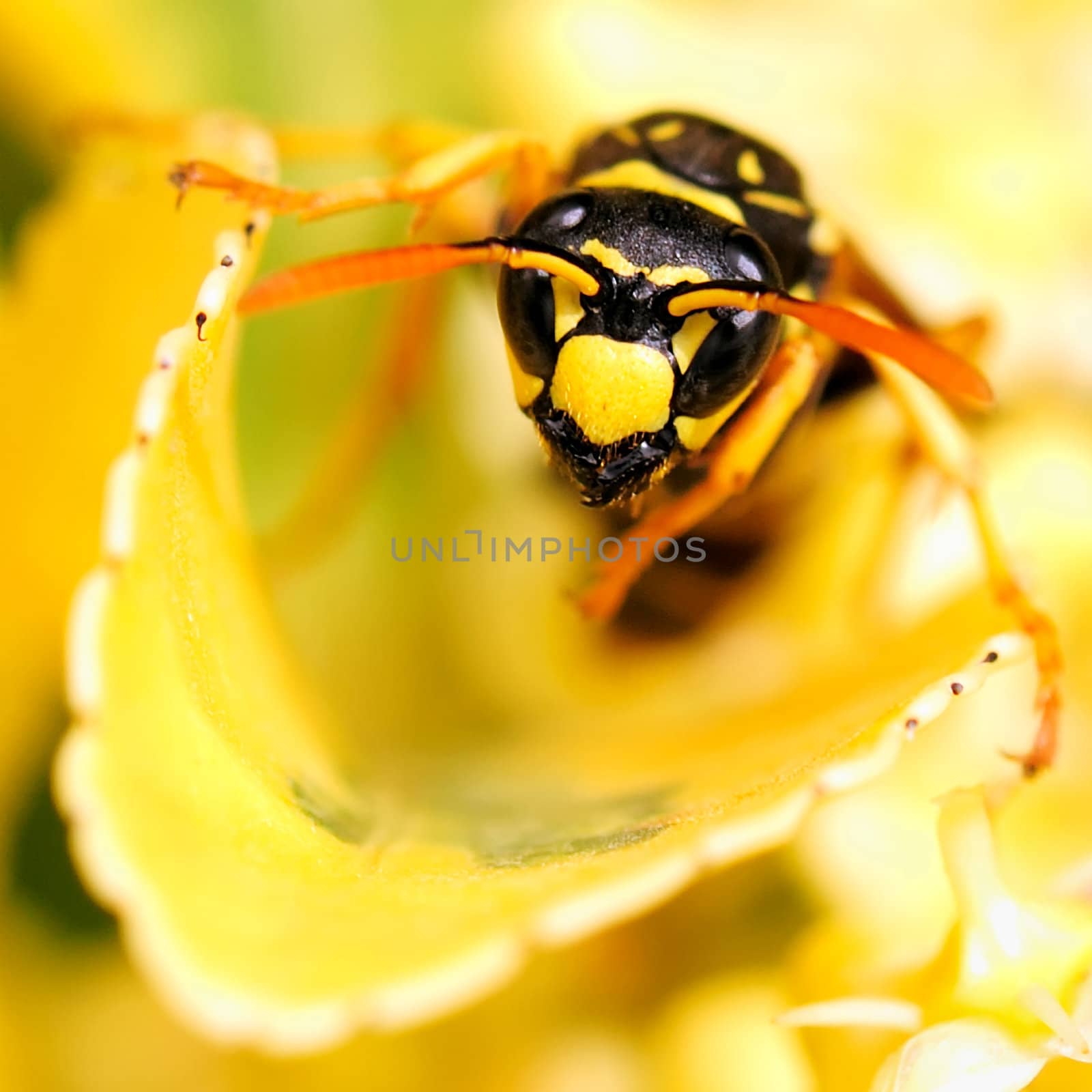 Clos-up photo of a wasp in a yellow flower. Shallow depth of field.