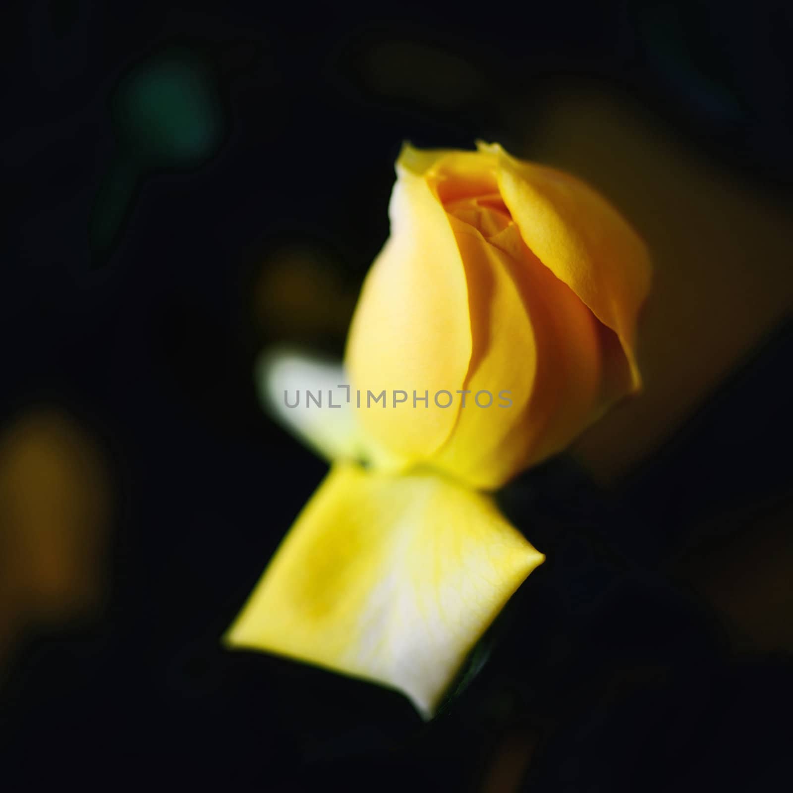 Yellow rose on black background. Very shallow depth of field.