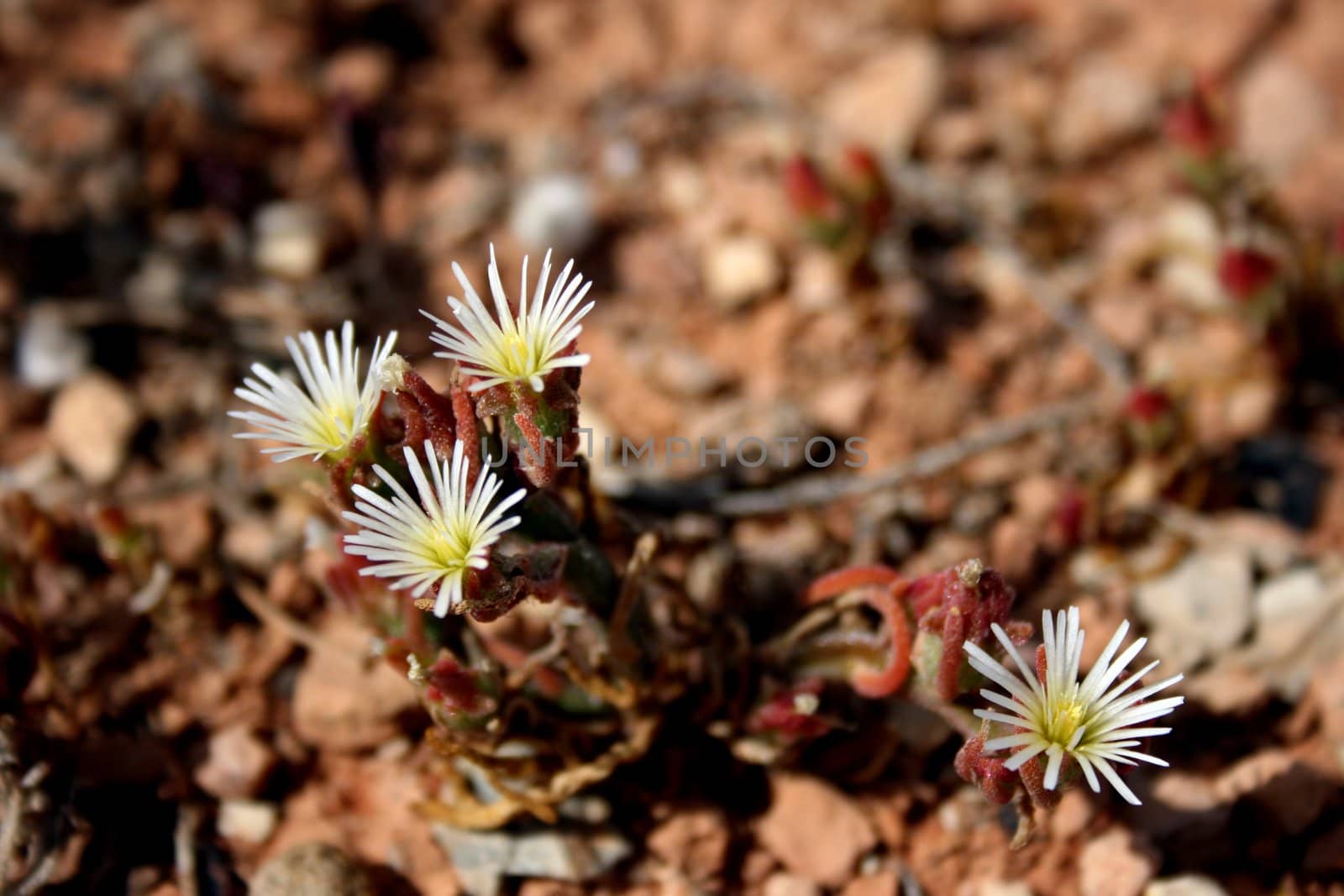 Slenderleaf Iceplant by rogerrosentreter