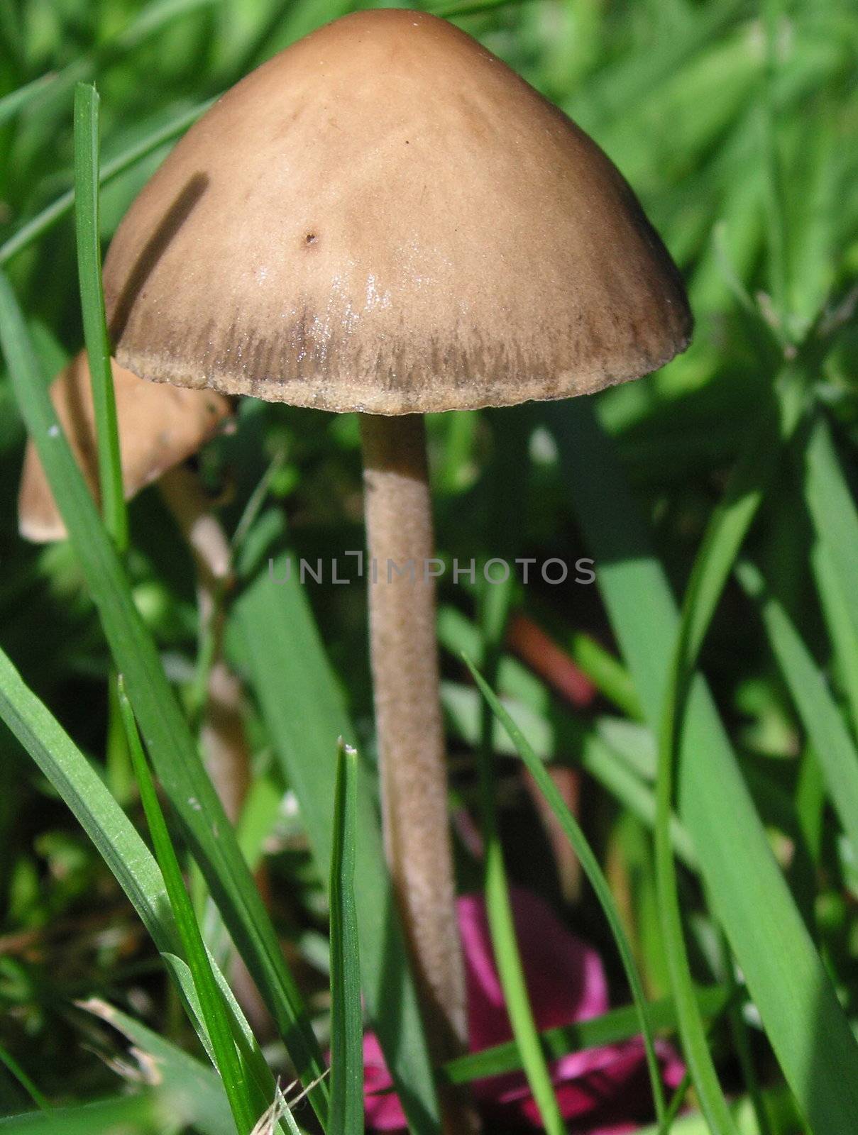 macro shot of a wild toadstool growing among the blades of grass