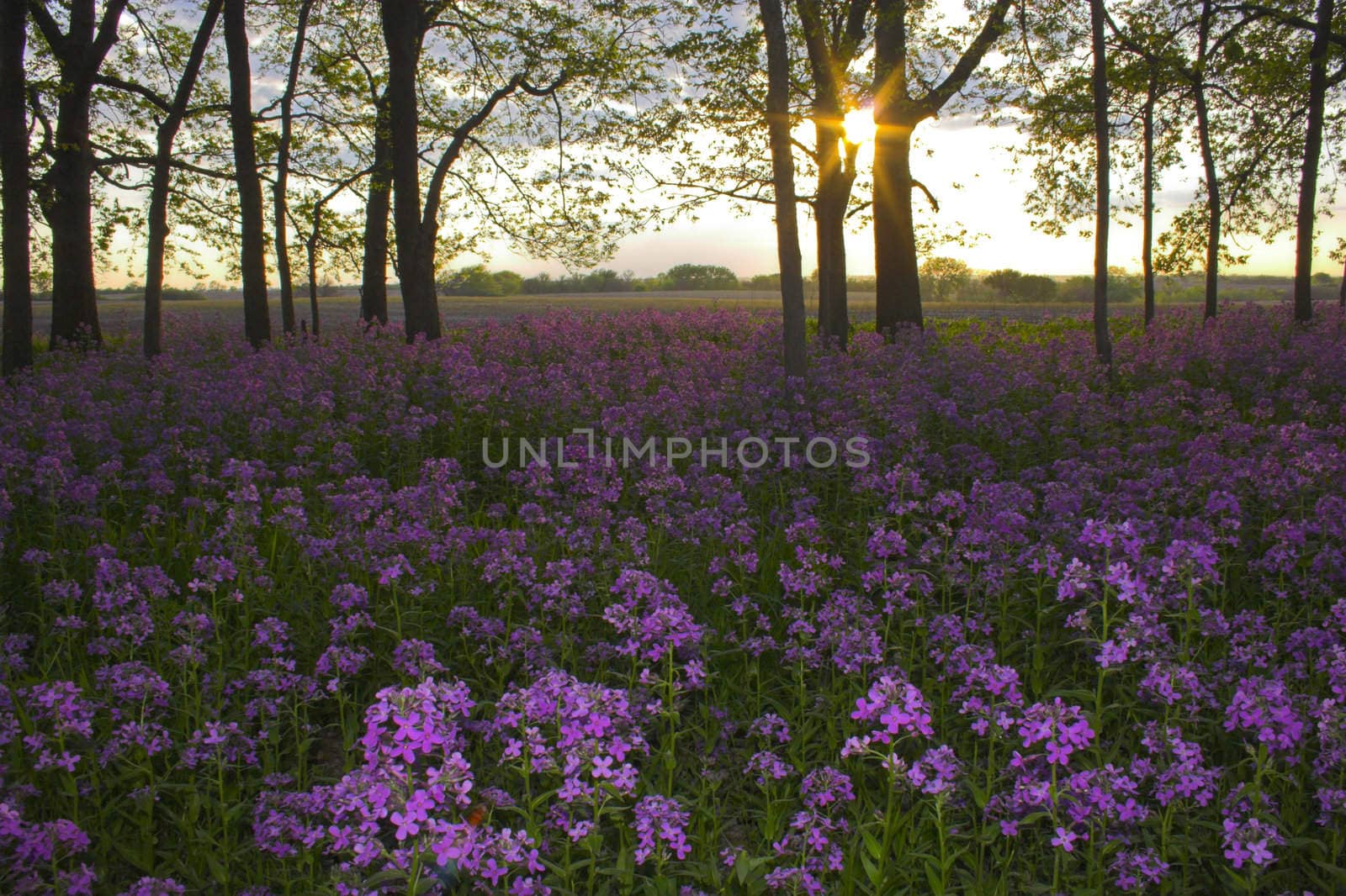 Pink spring wild flowers in the forest understory