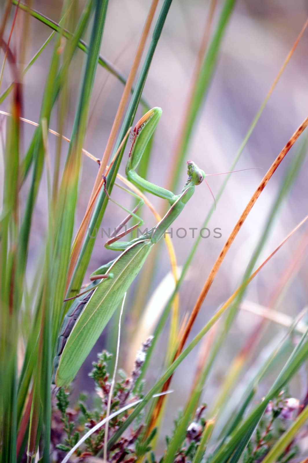 Close up of Praying mantis in the grass