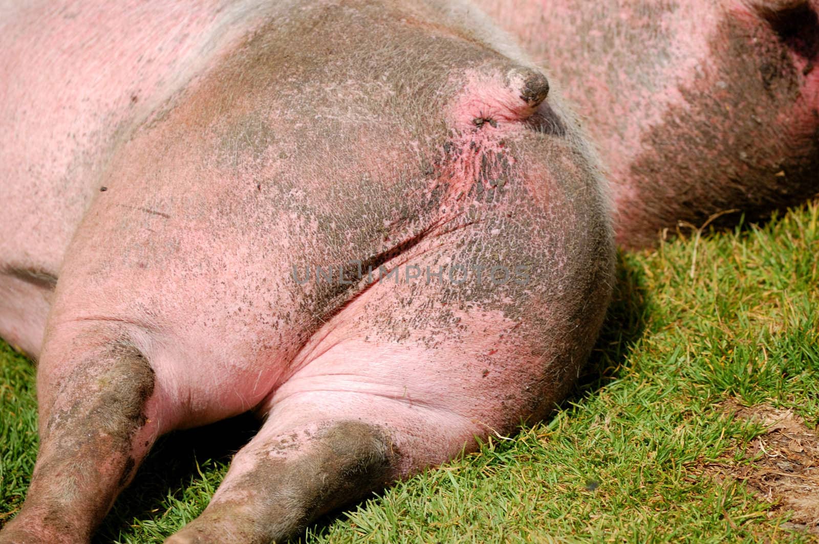 closeup view of a resting pig backside