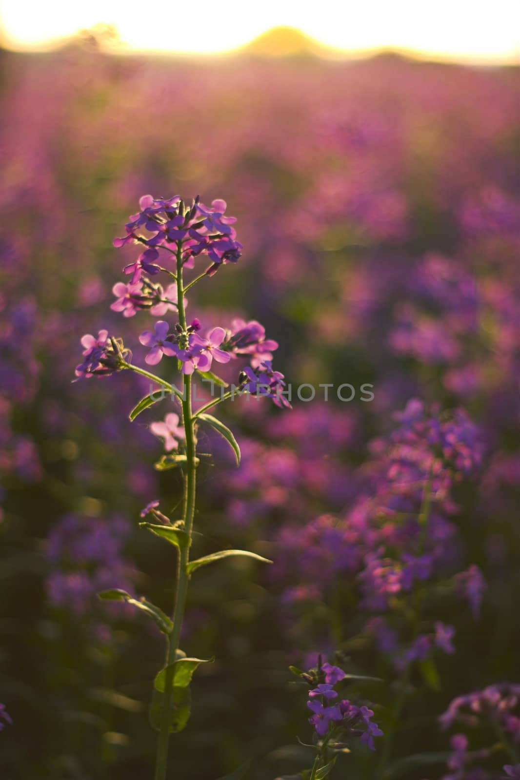 Macro with pink spring wild flowers in the forest understory