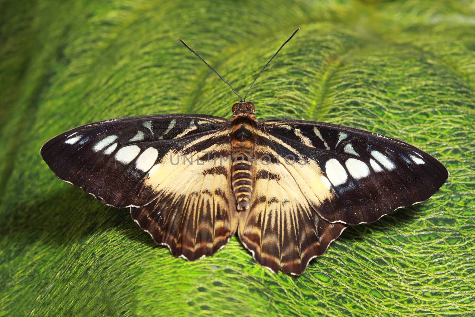 nice beige and black butterfly on natural green leaf
