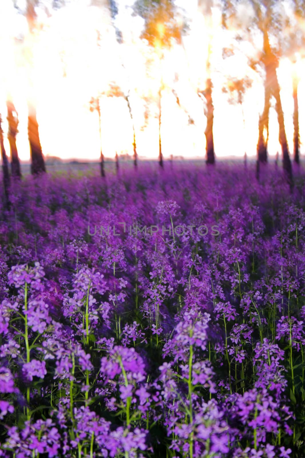 Abstracts, blurs and zooms with pink spring wild flowers in the forest understory