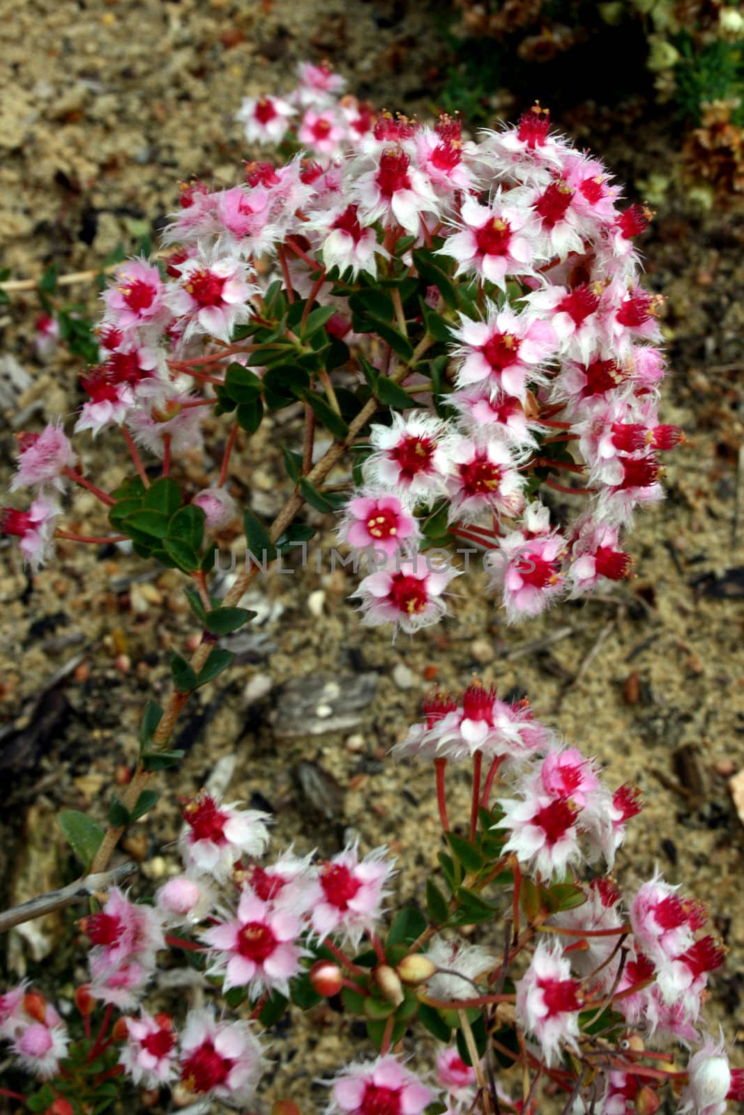 West Australian wildflower - Verticordia insignis subsp. Insignis