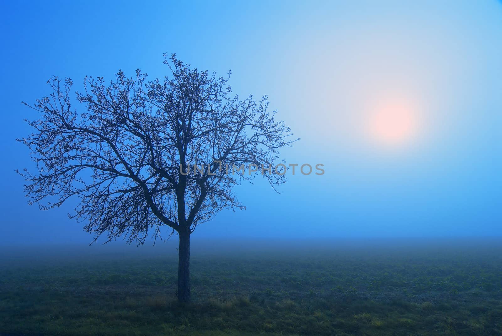 Fog -3 by Kamensky