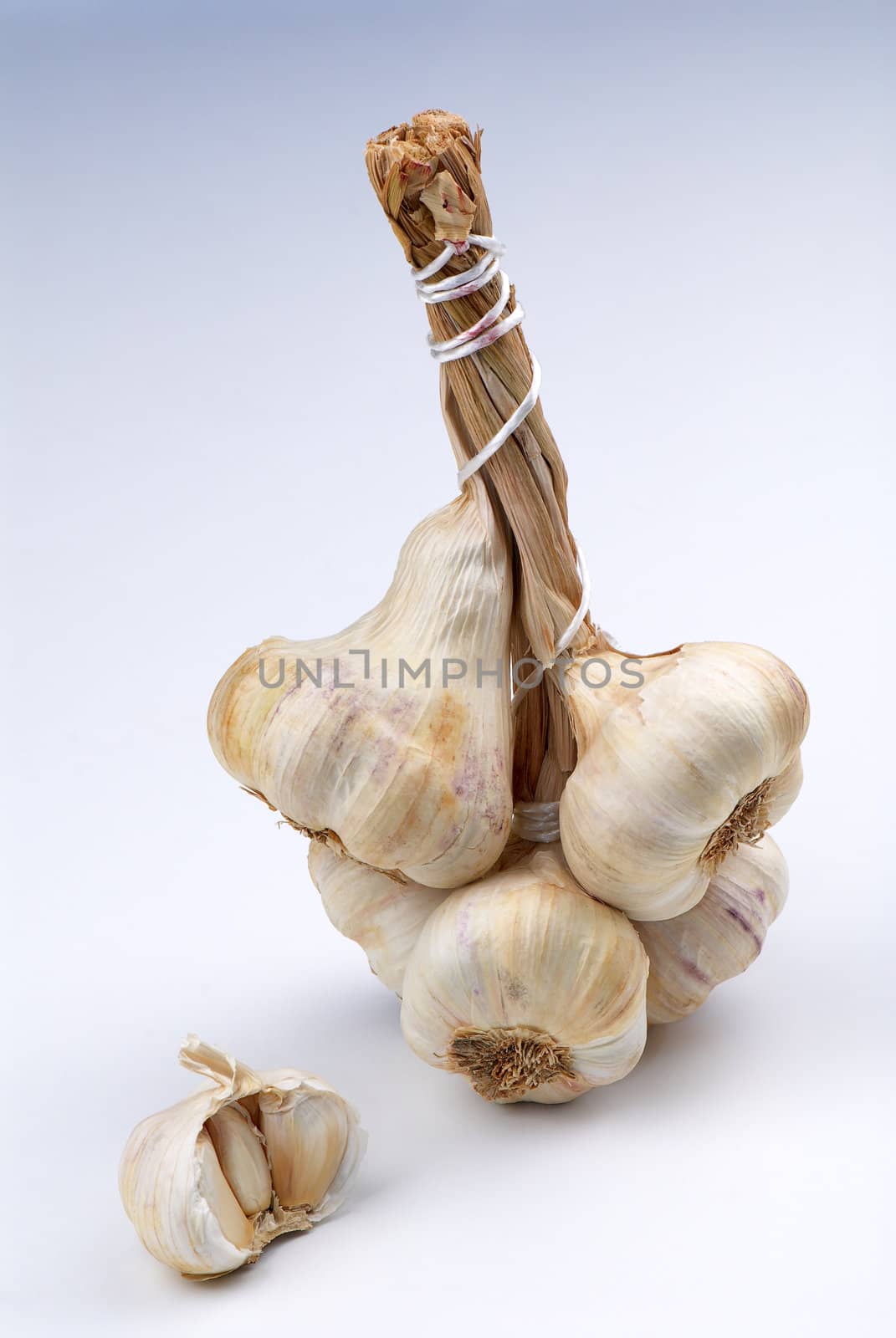 Garlic by Kamensky