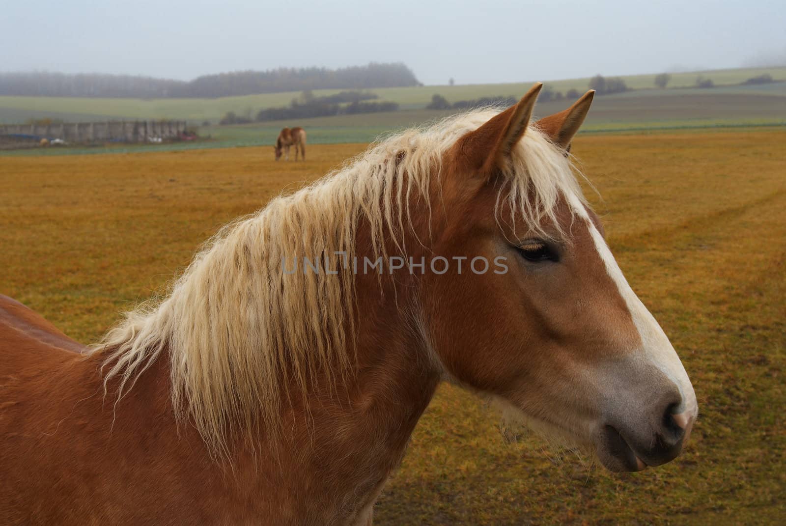 Horse by Kamensky