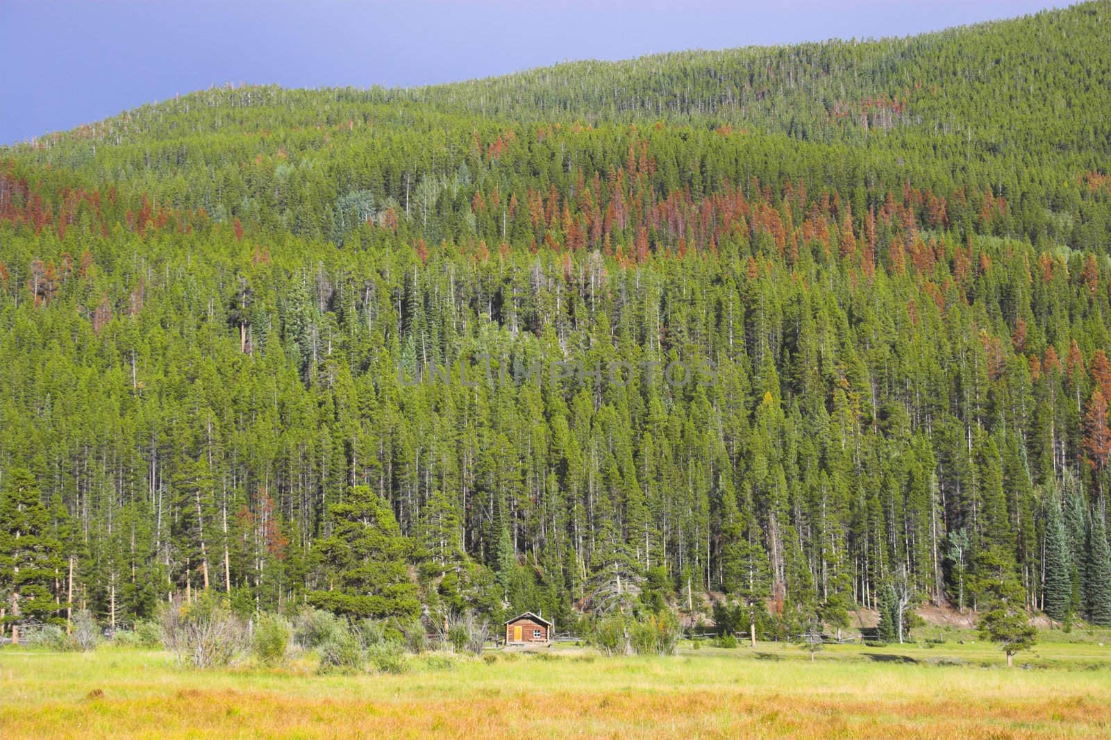 Yellow and sunny green colors of the mountains prairies forests in Cordeliers during late summer early fall