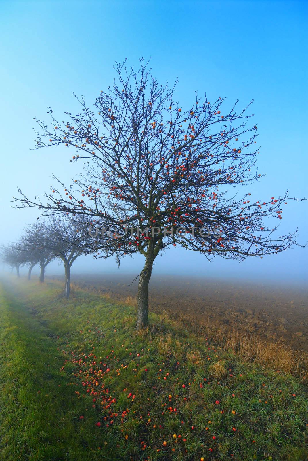 Line of the apple trees growing at road. Last autumn.