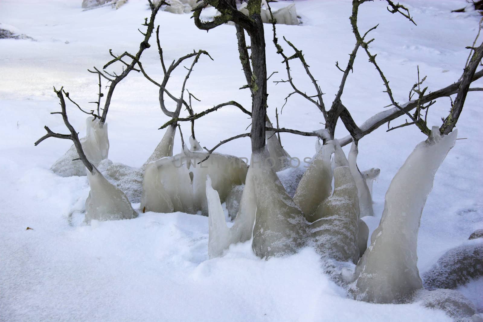 Brunches of the young trees iced up near the lake in winter